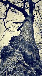 Low angle view of bare trees against sky