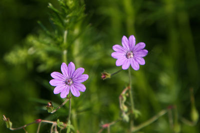 Close-up of purple flowering plant