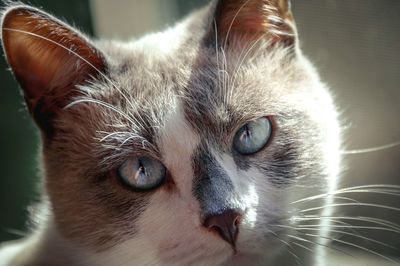 Close-up portrait of cat at home