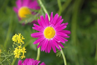 Close-up of pink flower