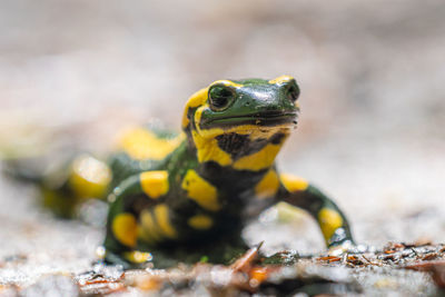 Close-up of frog on field