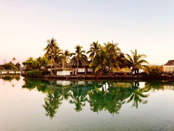 Palm trees by swimming pool against lake and building against sky