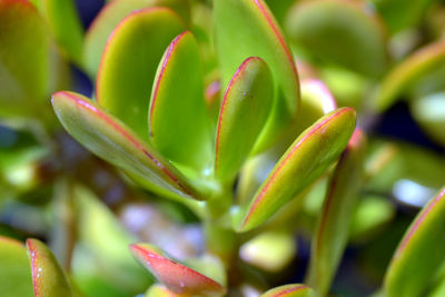 Close-up of green plant