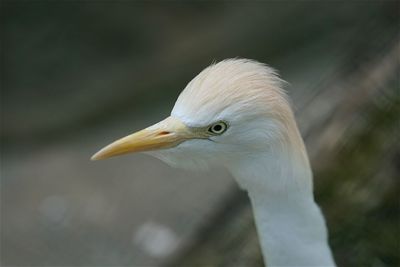 Close-up of egret