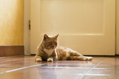 Portrait of a cat on tiled floor