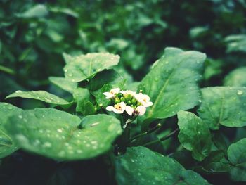 Close-up of water drops on flowering plant