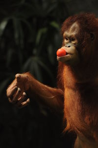 Close-up of gorilla holding leaf in park