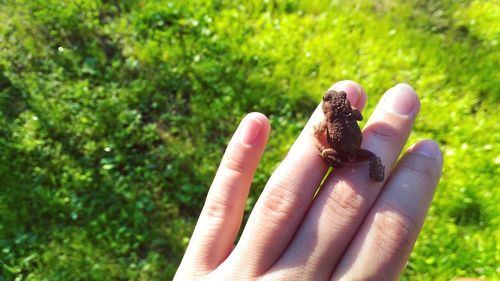 Close-up of hand holding small plant