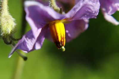 Close-up of purple flower blooming outdoors