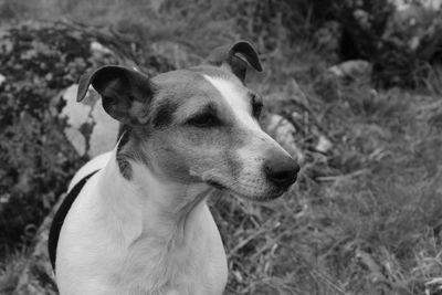 Close-up of dog looking away on field