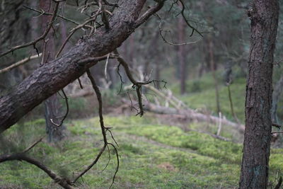 Bare tree on field