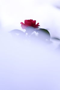 Close-up of red flower against white background