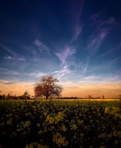 Scenic view of field against sky during sunset