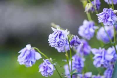 Close-up of purple flowering plant