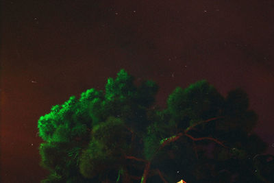 Close-up of tree against sky at night