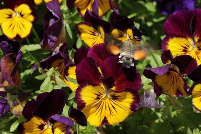 Close-up of bumblebee on yellow flowering plants