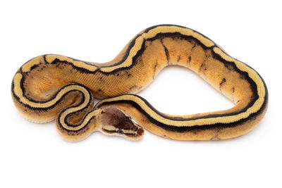 Close-up of a lizard on white background