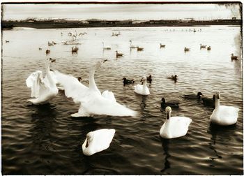 Birds in calm water