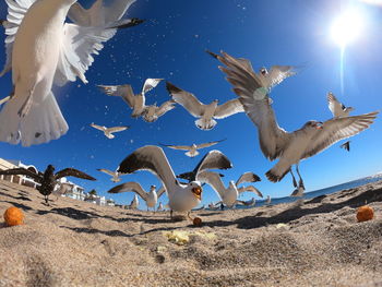 Flock of birds flying over land