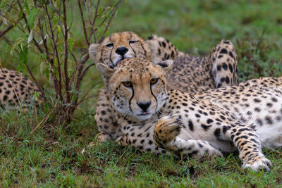 Cheetah on field