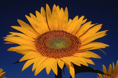 Close-up of sunflower against black background