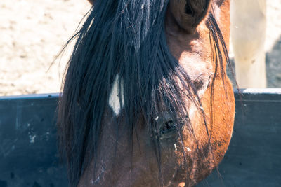 horse