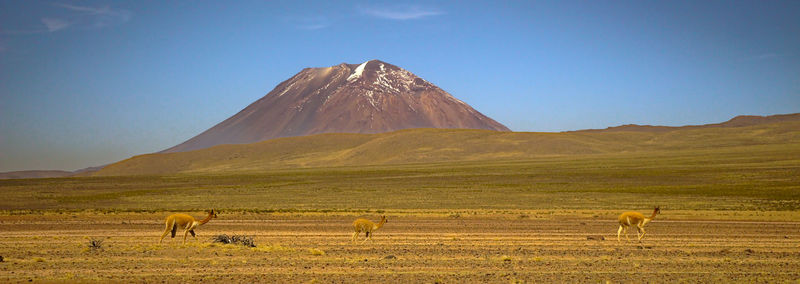 Horses in a field