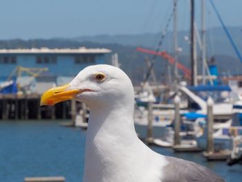 Close-up of seagull