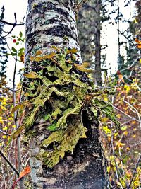 Close-up of moss growing on tree trunk