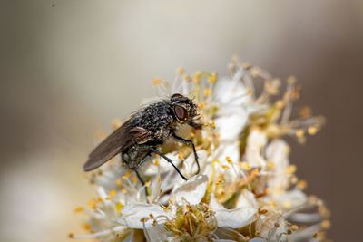 Close-up of fly pollinating on flower