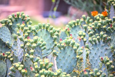 Close-up of succulent plant