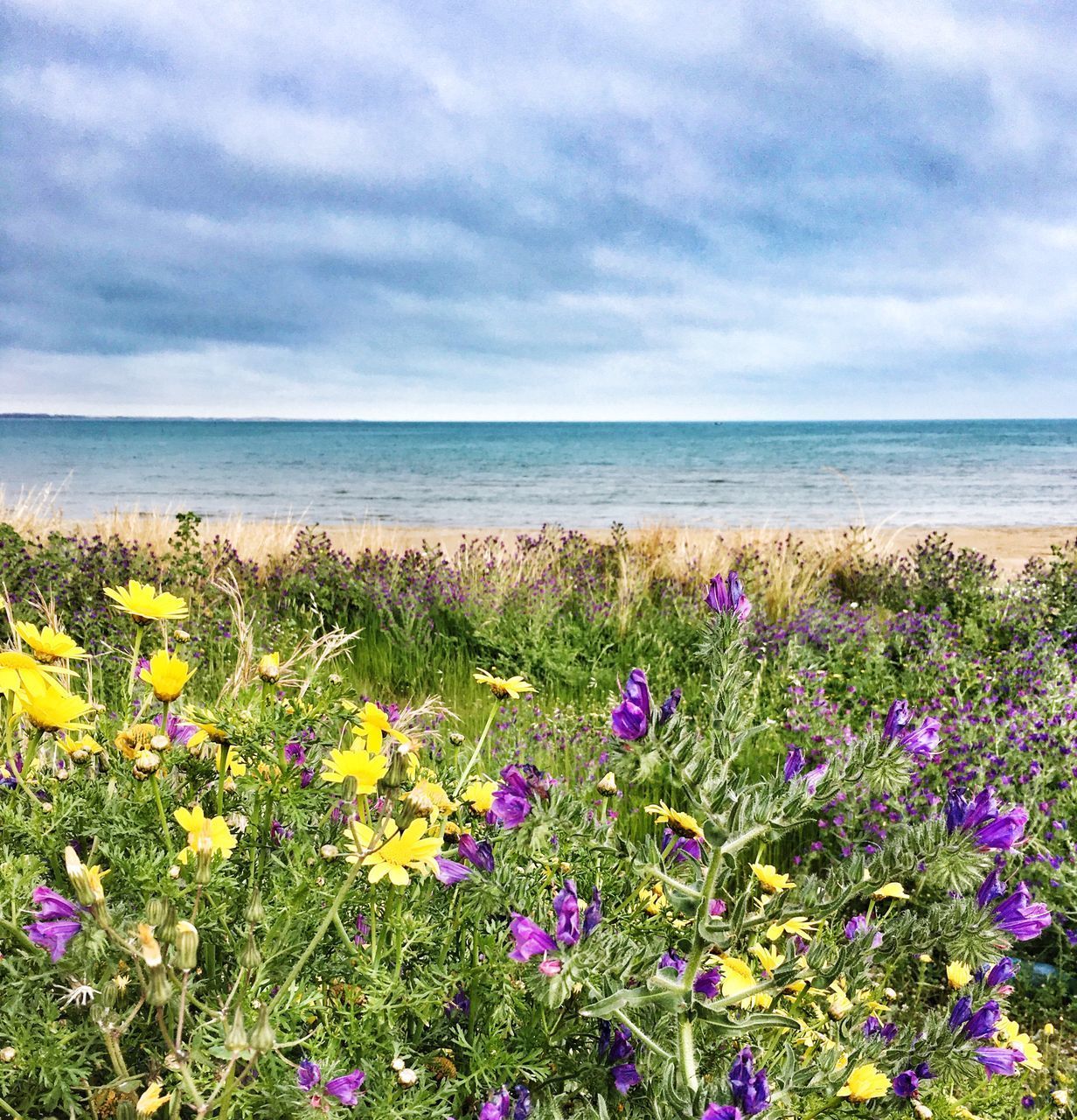 SCENIC VIEW OF SEA AND PURPLE FLOWERS