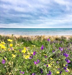 Purple flowering plants by sea against sky