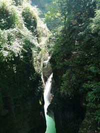 Low section of person on waterfall in forest