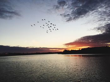 Silhouette birds flying over lake against sky during sunset