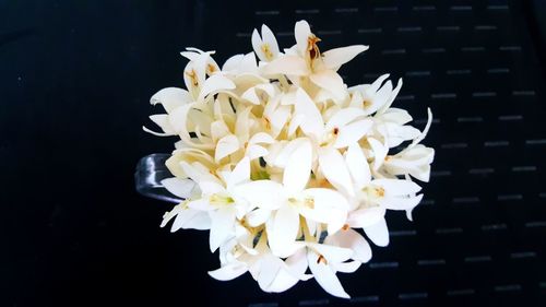 Close-up of white flowering plant against black background
