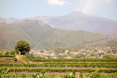 Scenic view of vineyard