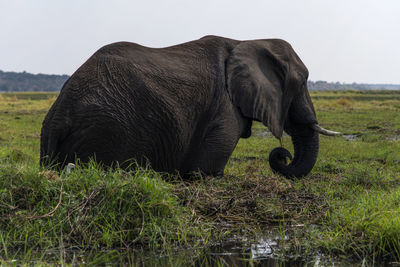 Side view of elephant on field