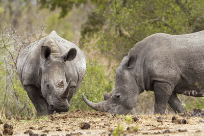 White rhinoceros standing on field