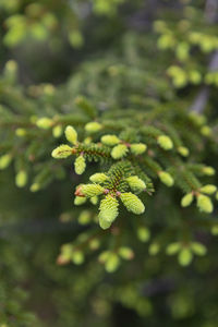 Close-up of green plant