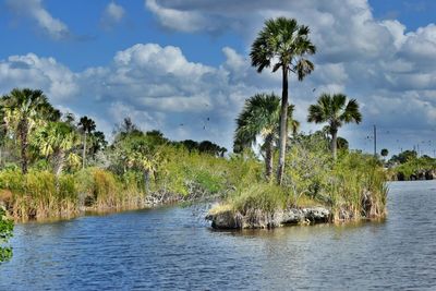 Scenic view of palm trees against sky