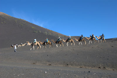 Low angle view of tourists sitting on camels in desert against sky