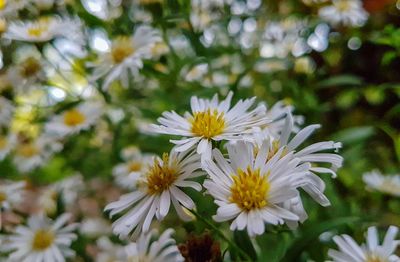 Close-up of white daisy flowers