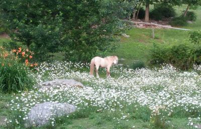 Horse grazing on grassy field