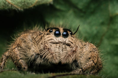 Close-up of spider