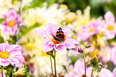 Close-up of butterfly on pink flower