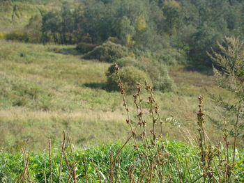 Grass in a field