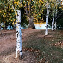 Trees in park during autumn