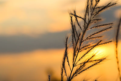 Close-up of stalks against sky at sunset