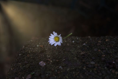 Close-up of white flowering plant